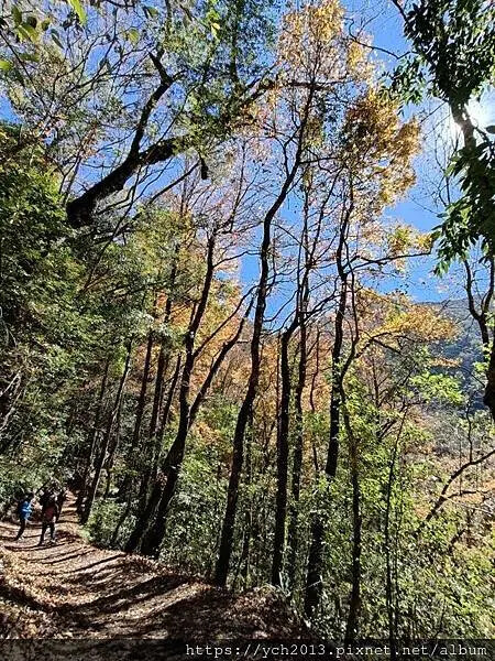2025第一爬/新竹尖石養老段霞喀羅古道至白石吊橋巡楓趣 2025第一爬/新竹尖石養老段霞喀羅古道至白石吊橋巡楓趣