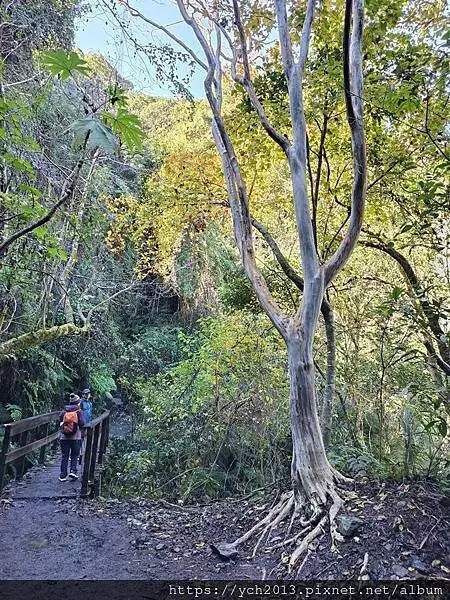 2025第一爬/新竹尖石養老段霞喀羅古道至白石吊橋巡楓趣 2025第一爬/新竹尖石養老段霞喀羅古道至白石吊橋巡楓趣