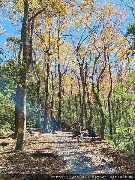 2025第一爬/新竹尖石養老段霞喀羅古道至白石吊橋巡楓趣 2025第一爬/新竹尖石養老段霞喀羅古道至白石吊橋巡楓趣