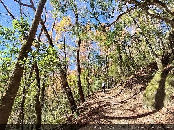 2025第一爬/新竹尖石養老段霞喀羅古道至白石吊橋巡楓趣 2025第一爬/新竹尖石養老段霞喀羅古道至白石吊橋巡楓趣