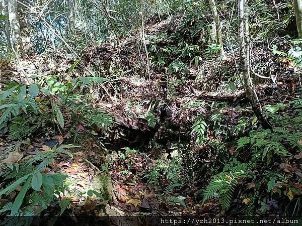 2025第一爬/新竹尖石養老段霞喀羅古道至白石吊橋巡楓趣 2025第一爬/新竹尖石養老段霞喀羅古道至白石吊橋巡楓趣