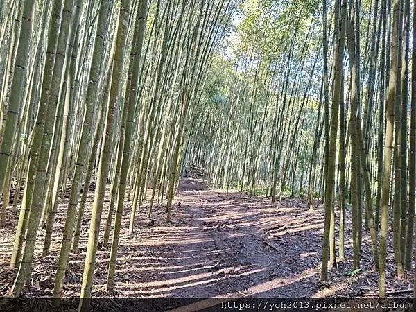 2025第一爬/新竹尖石養老段霞喀羅古道至白石吊橋巡楓趣 2025第一爬/新竹尖石養老段霞喀羅古道至白石吊橋巡楓趣