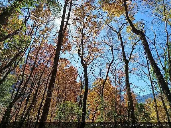 2025第一爬/新竹尖石養老段霞喀羅古道至白石吊橋巡楓趣 2025第一爬/新竹尖石養老段霞喀羅古道至白石吊橋巡楓趣