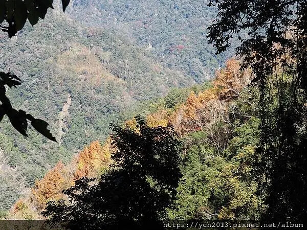 2025第一爬/新竹尖石養老段霞喀羅古道至白石吊橋巡楓趣 2025第一爬/新竹尖石養老段霞喀羅古道至白石吊橋巡楓趣