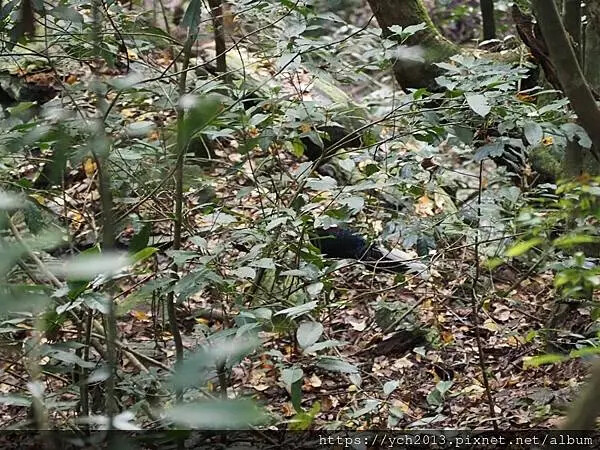 2025第一爬/新竹尖石養老段霞喀羅古道至白石吊橋巡楓趣 2025第一爬/新竹尖石養老段霞喀羅古道至白石吊橋巡楓趣