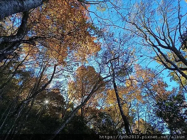 2025第一爬/新竹尖石養老段霞喀羅古道至白石吊橋巡楓趣 2025第一爬/新竹尖石養老段霞喀羅古道至白石吊橋巡楓趣