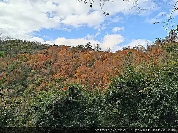 2025第一爬/新竹尖石養老段霞喀羅古道至白石吊橋巡楓趣 2025第一爬/新竹尖石養老段霞喀羅古道至白石吊橋巡楓趣