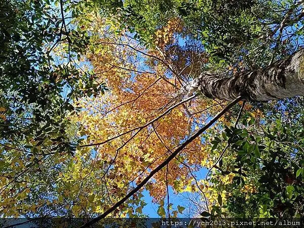 2025第一爬/新竹尖石養老段霞喀羅古道至白石吊橋巡楓趣 2025第一爬/新竹尖石養老段霞喀羅古道至白石吊橋巡楓趣