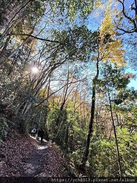 2025第一爬/新竹尖石養老段霞喀羅古道至白石吊橋巡楓趣 2025第一爬/新竹尖石養老段霞喀羅古道至白石吊橋巡楓趣