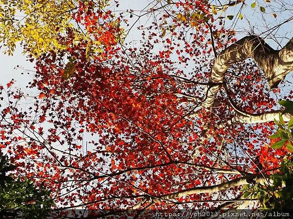 2025第一爬/新竹尖石養老段霞喀羅古道至白石吊橋巡楓趣 2025第一爬/新竹尖石養老段霞喀羅古道至白石吊橋巡楓趣