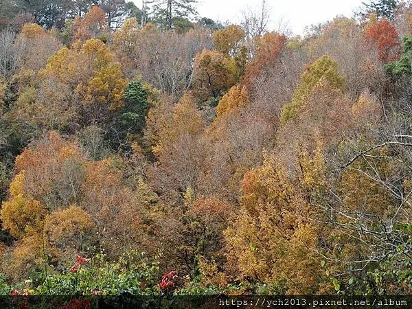 2025第一爬/新竹尖石養老段霞喀羅古道至白石吊橋巡楓趣 2025第一爬/新竹尖石養老段霞喀羅古道至白石吊橋巡楓趣