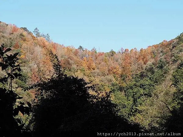 2025第一爬/新竹尖石養老段霞喀羅古道至白石吊橋巡楓趣 2025第一爬/新竹尖石養老段霞喀羅古道至白石吊橋巡楓趣