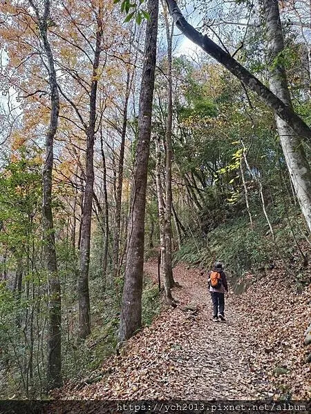 2025第一爬/新竹尖石養老段霞喀羅古道至白石吊橋巡楓趣 2025第一爬/新竹尖石養老段霞喀羅古道至白石吊橋巡楓趣