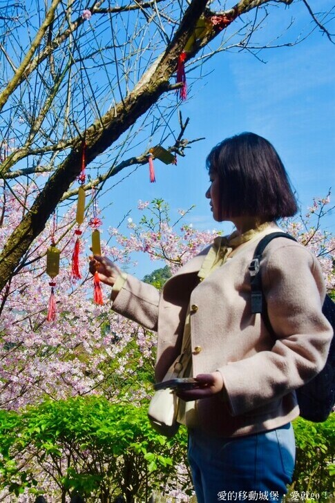 台北市文山區【台北指南宮 大漁櫻盛開】搭乘貓空纜車 俯瞰粉嫩櫻花交織的美景 指南宮站 浪漫櫻花正盛開 祈福蛇年平安好運到 愛就跟我一起 走靜貓空 賞花趣 !