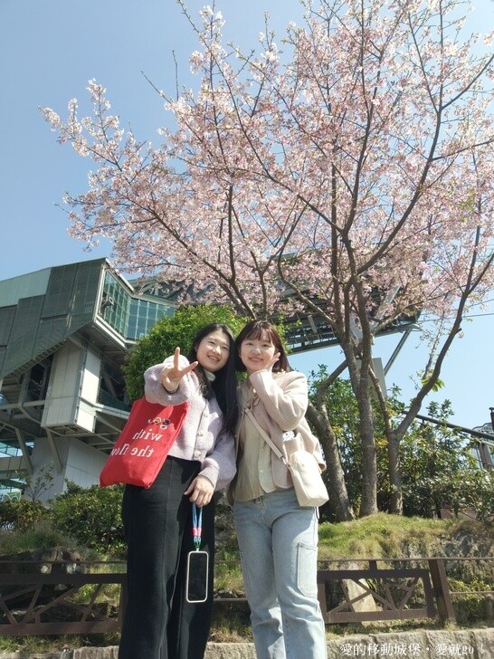 台北市文山區【台北指南宮 大漁櫻盛開】搭乘貓空纜車 俯瞰粉嫩櫻花交織的美景 指南宮站 浪漫櫻花正盛開 祈福蛇年平安好運到 愛就跟我一起 走靜貓空 賞花趣 !