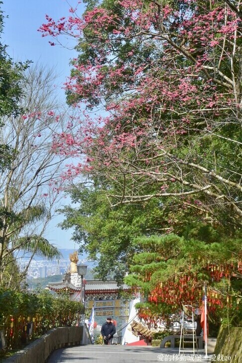 台北市文山區【台北指南宮 大漁櫻盛開】搭乘貓空纜車 俯瞰粉嫩櫻花交織的美景 指南宮站 浪漫櫻花正盛開 祈福蛇年平安好運到 愛就跟我一起 走靜貓空 賞花趣 !