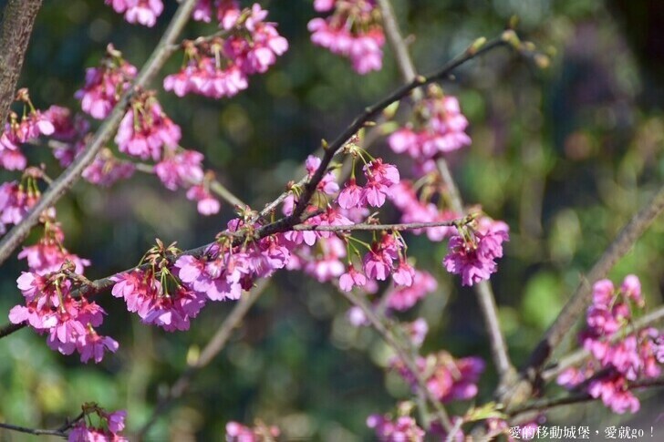 台北市文山區【台北指南宮 大漁櫻盛開】搭乘貓空纜車 俯瞰粉嫩櫻花交織的美景 指南宮站 浪漫櫻花正盛開 祈福蛇年平安好運到 愛就跟我一起 走靜貓空 賞花趣 !