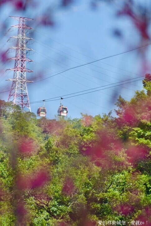 台北市文山區【台北指南宮 大漁櫻盛開】搭乘貓空纜車 俯瞰粉嫩櫻花交織的美景 指南宮站 浪漫櫻花正盛開 祈福蛇年平安好運到 愛就跟我一起 走靜貓空 賞花趣 !