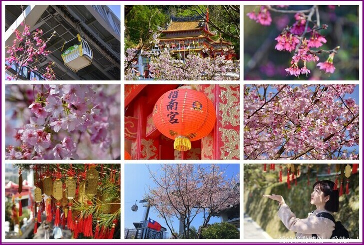 台北市文山區【台北指南宮 大漁櫻盛開】搭乘貓空纜車 俯瞰粉嫩櫻花交織的美景 指南宮站 浪漫櫻花正盛開 祈福蛇年平安好運到 愛就跟我一起 走靜貓空 賞花趣 !