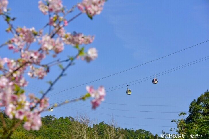 台北市文山區【台北指南宮 大漁櫻盛開】搭乘貓空纜車 俯瞰粉嫩櫻花交織的美景 指南宮站 浪漫櫻花正盛開 祈福蛇年平安好運到 愛就跟我一起 走靜貓空 賞花趣 !