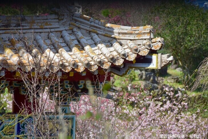 台北市文山區【台北指南宮 大漁櫻盛開】搭乘貓空纜車 俯瞰粉嫩櫻花交織的美景 指南宮站 浪漫櫻花正盛開 祈福蛇年平安好運到 愛就跟我一起 走靜貓空 賞花趣 !