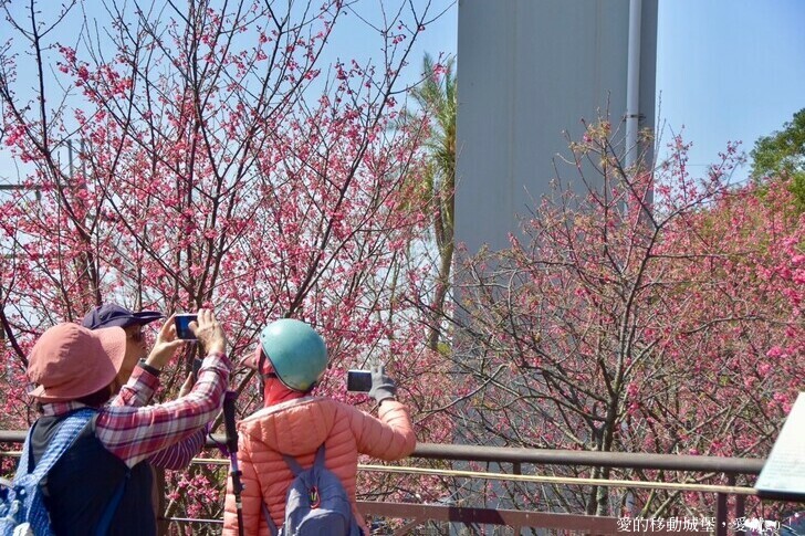 台北市文山區【台北指南宮 大漁櫻盛開】搭乘貓空纜車 俯瞰粉嫩櫻花交織的美景 指南宮站 浪漫櫻花正盛開 祈福蛇年平安好運到 愛就跟我一起 走靜貓空 賞花趣 !