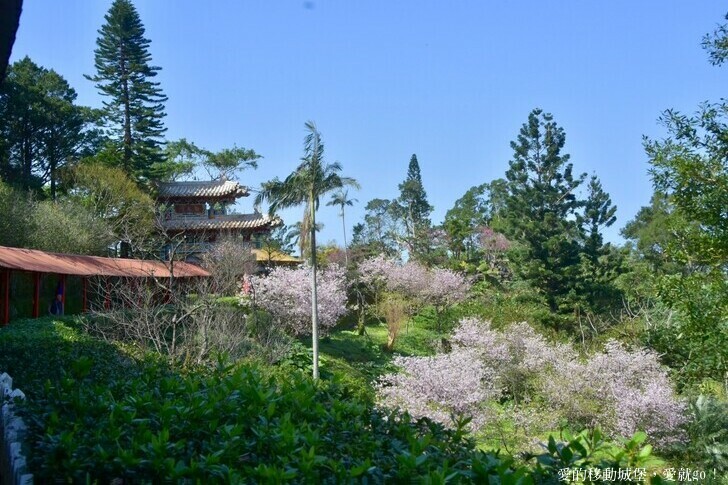 台北市文山區【台北指南宮 大漁櫻盛開】搭乘貓空纜車 俯瞰粉嫩櫻花交織的美景 指南宮站 浪漫櫻花正盛開 祈福蛇年平安好運到 愛就跟我一起 走靜貓空 賞花趣 !