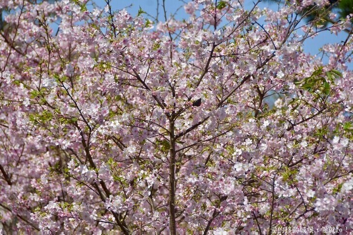 台北市文山區【台北指南宮 大漁櫻盛開】搭乘貓空纜車 俯瞰粉嫩櫻花交織的美景 指南宮站 浪漫櫻花正盛開 祈福蛇年平安好運到 愛就跟我一起 走靜貓空 賞花趣 !