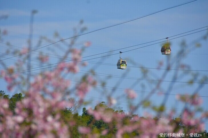 台北市文山區【台北指南宮 大漁櫻盛開】搭乘貓空纜車 俯瞰粉嫩櫻花交織的美景 指南宮站 浪漫櫻花正盛開 祈福蛇年平安好運到 愛就跟我一起 走靜貓空 賞花趣 !