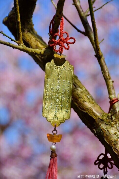 台北市文山區【台北指南宮 大漁櫻盛開】搭乘貓空纜車 俯瞰粉嫩櫻花交織的美景 指南宮站 浪漫櫻花正盛開 祈福蛇年平安好運到 愛就跟我一起 走靜貓空 賞花趣 !