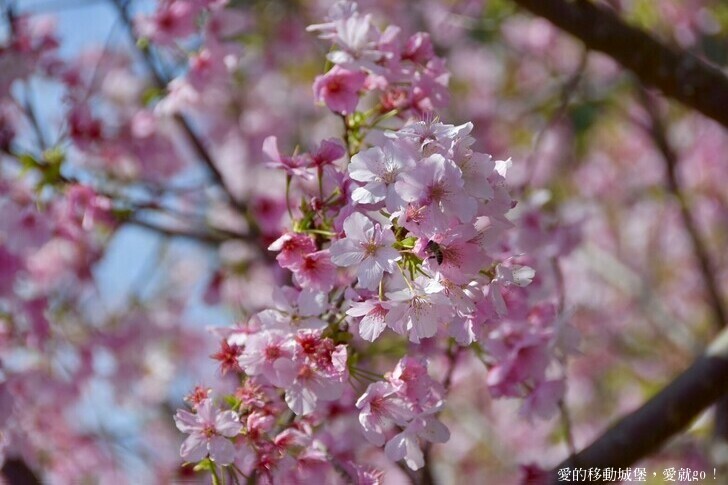 台北市文山區【台北指南宮 大漁櫻盛開】搭乘貓空纜車 俯瞰粉嫩櫻花交織的美景 指南宮站 浪漫櫻花正盛開 祈福蛇年平安好運到 愛就跟我一起 走靜貓空 賞花趣 !