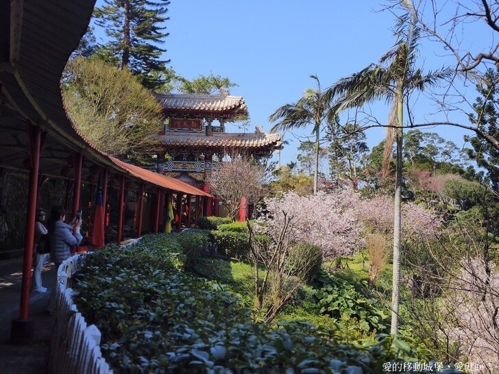台北市文山區【台北指南宮 大漁櫻盛開】搭乘貓空纜車 俯瞰粉嫩櫻花交織的美景 指南宮站 浪漫櫻花正盛開 祈福蛇年平安好運到 愛就跟我一起 走靜貓空 賞花趣 !