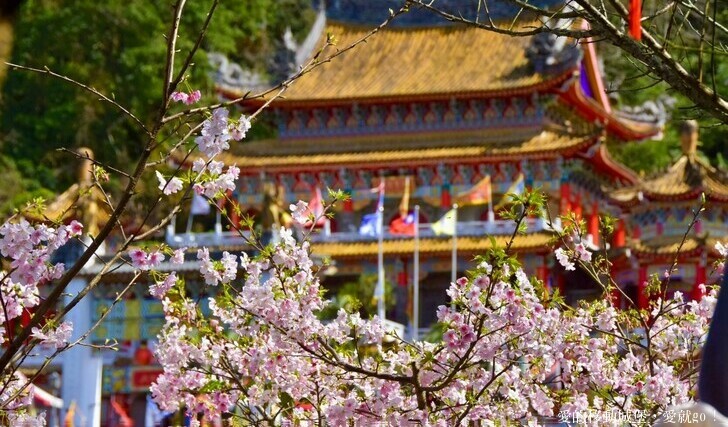 台北市文山區【台北指南宮 大漁櫻盛開】搭乘貓空纜車 俯瞰粉嫩櫻花交織的美景 指南宮站 浪漫櫻花正盛開 祈福蛇年平安好運到 愛就跟我一起 走靜貓空 賞花趣 !