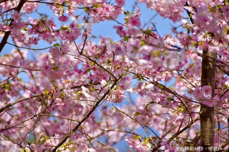 台北市文山區【台北指南宮 大漁櫻盛開】搭乘貓空纜車 俯瞰粉嫩櫻花交織的美景 指南宮站 浪漫櫻花正盛開 祈福蛇年平安好運到 愛就跟我一起 走靜貓空 賞花趣 !