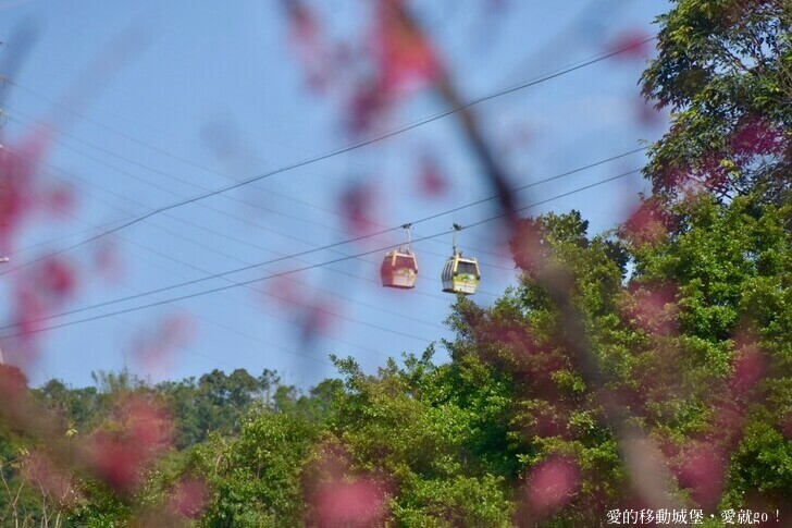 台北市文山區【台北指南宮 大漁櫻盛開】搭乘貓空纜車 俯瞰粉嫩櫻花交織的美景 指南宮站 浪漫櫻花正盛開 祈福蛇年平安好運到 愛就跟我一起 走靜貓空 賞花趣 !
