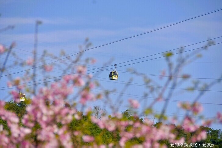 台北市文山區【台北指南宮 大漁櫻盛開】搭乘貓空纜車 俯瞰粉嫩櫻花交織的美景 指南宮站 浪漫櫻花正盛開 祈福蛇年平安好運到 愛就跟我一起 走靜貓空 賞花趣 !