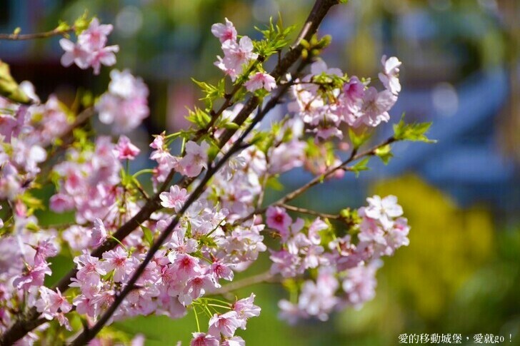台北市文山區【台北指南宮 大漁櫻盛開】搭乘貓空纜車 俯瞰粉嫩櫻花交織的美景 指南宮站 浪漫櫻花正盛開 祈福蛇年平安好運到 愛就跟我一起 走靜貓空 賞花趣 !