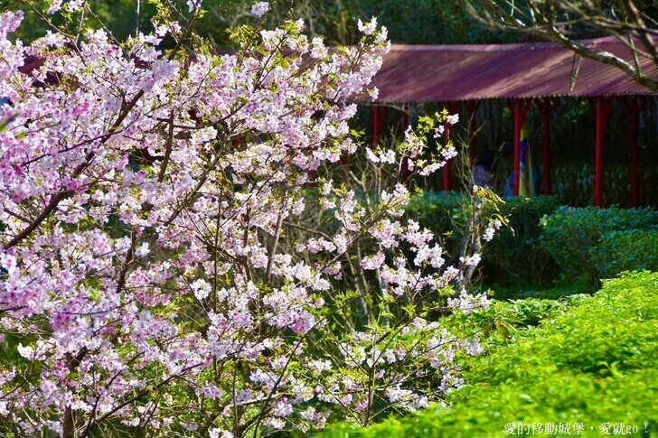 台北市文山區【台北指南宮 大漁櫻盛開】搭乘貓空纜車 俯瞰粉嫩櫻花交織的美景 指南宮站 浪漫櫻花正盛開 祈福蛇年平安好運到 愛就跟我一起 走靜貓空 賞花趣 !