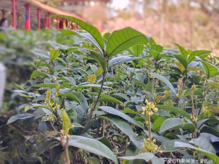 台北市文山區【台北指南宮 大漁櫻盛開】搭乘貓空纜車 俯瞰粉嫩櫻花交織的美景 指南宮站 浪漫櫻花正盛開 祈福蛇年平安好運到 愛就跟我一起 走靜貓空 賞花趣 !
