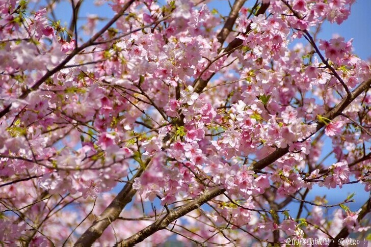 台北市文山區【台北指南宮 大漁櫻盛開】搭乘貓空纜車 俯瞰粉嫩櫻花交織的美景 指南宮站 浪漫櫻花正盛開 祈福蛇年平安好運到 愛就跟我一起 走靜貓空 賞花趣 !