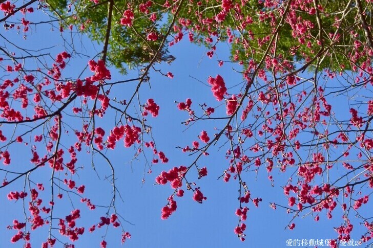 台北市文山區【台北指南宮 大漁櫻盛開】搭乘貓空纜車 俯瞰粉嫩櫻花交織的美景 指南宮站 浪漫櫻花正盛開 祈福蛇年平安好運到 愛就跟我一起 走靜貓空 賞花趣 !