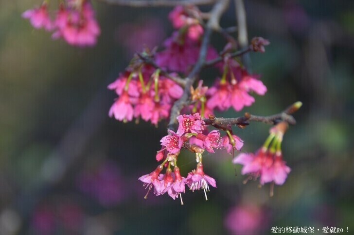 台北市文山區【台北指南宮 大漁櫻盛開】搭乘貓空纜車 俯瞰粉嫩櫻花交織的美景 指南宮站 浪漫櫻花正盛開 祈福蛇年平安好運到 愛就跟我一起 走靜貓空 賞花趣 !