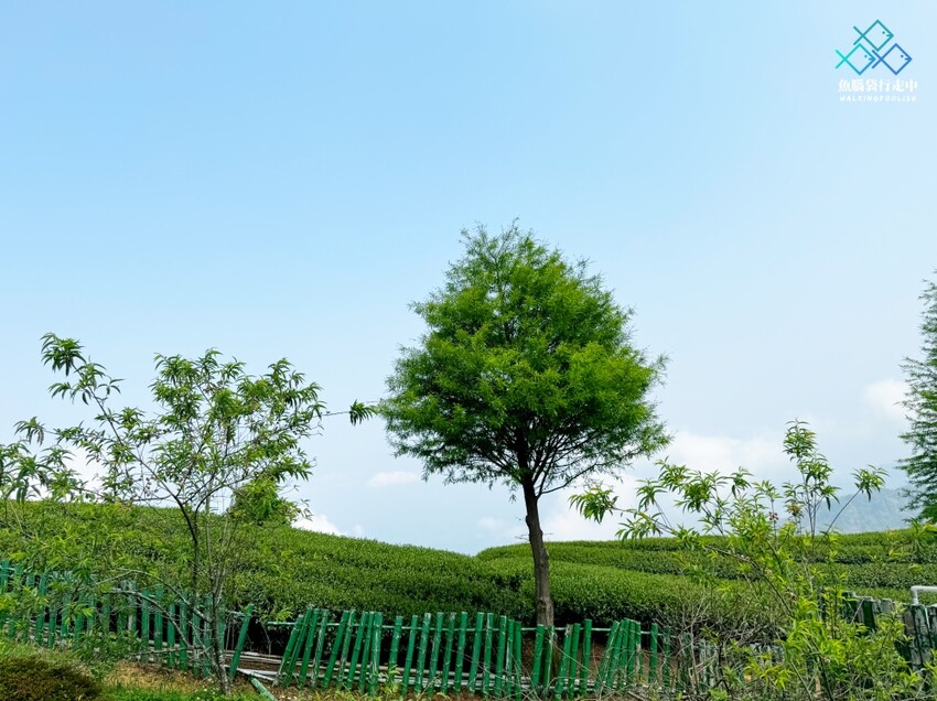 雲林秘境│雲嶺之丘、五元兩角、杉木林步道景點，360度環景 - 魚腦袋行走中