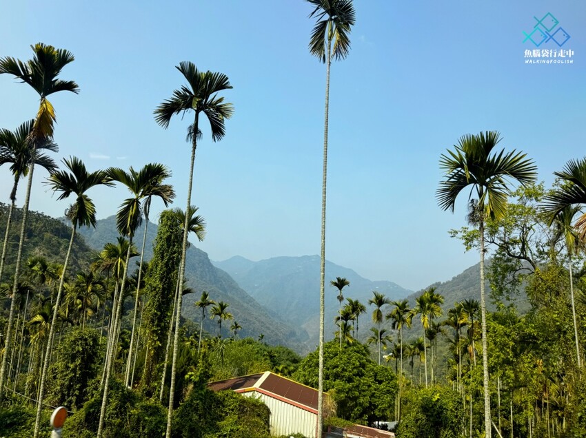 雲林秘境│雲嶺之丘、五元兩角、杉木林步道景點，360度環景 - 魚腦袋行走中