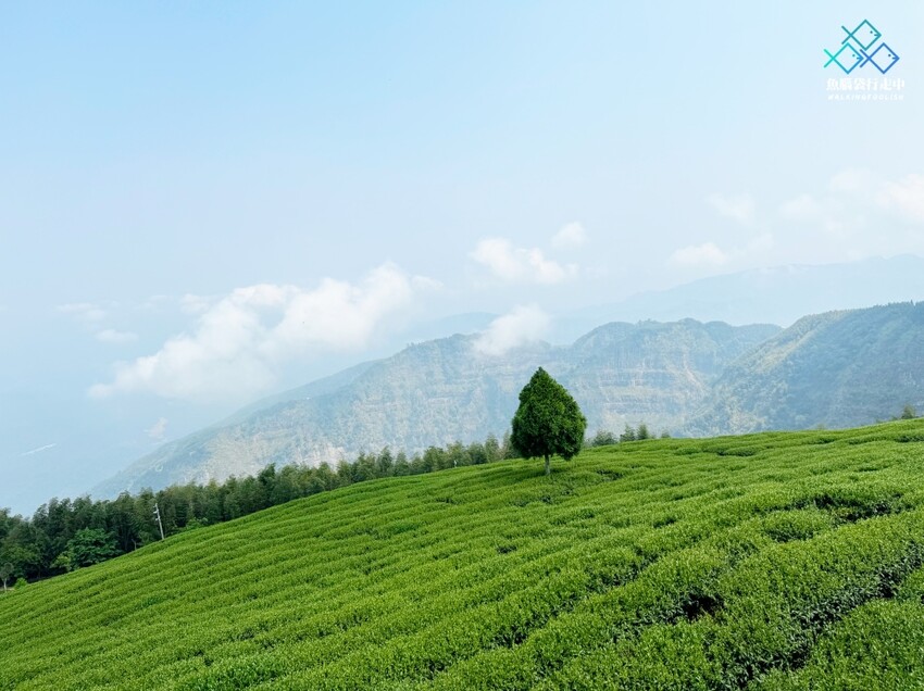 雲林秘境│雲嶺之丘、五元兩角、杉木林步道景點，360度環景 - 魚腦袋行走中