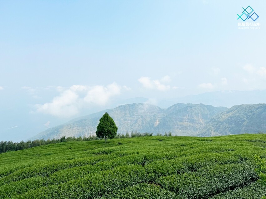 雲林秘境│雲嶺之丘、五元兩角、杉木林步道景點，360度環景 - 魚腦袋行走中