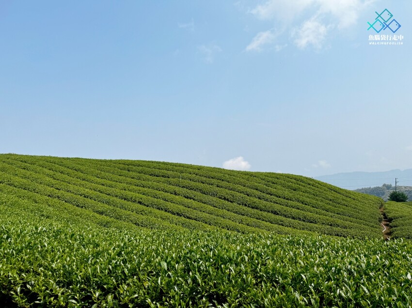 雲林秘境│雲嶺之丘、五元兩角、杉木林步道景點，360度環景 - 魚腦袋行走中