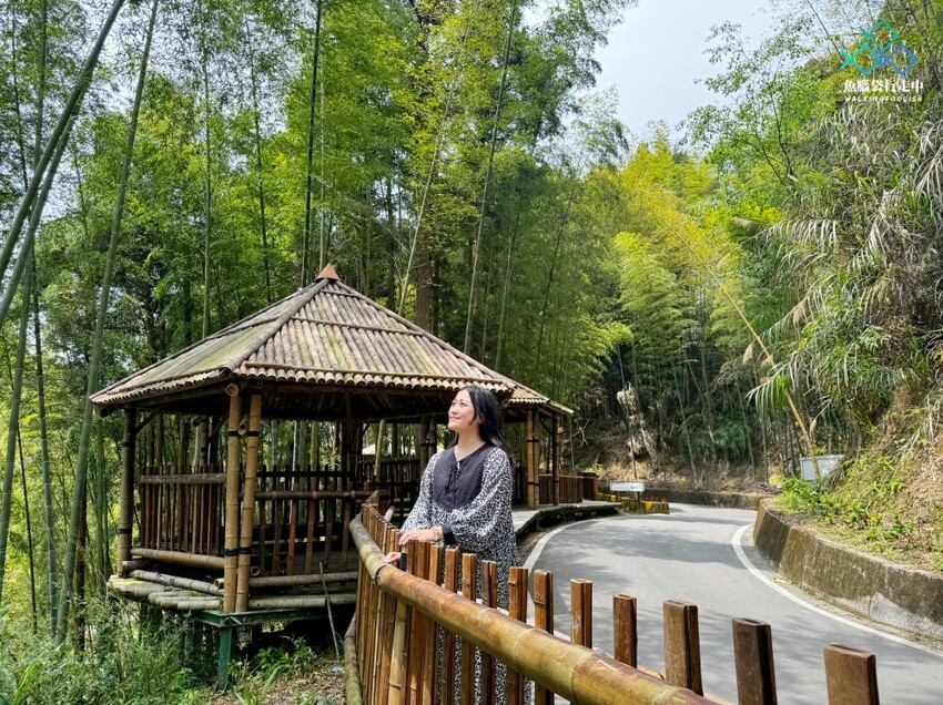 雲林秘境│雲嶺之丘、五元兩角、杉木林步道景點，360度環景 - 魚腦袋行走中