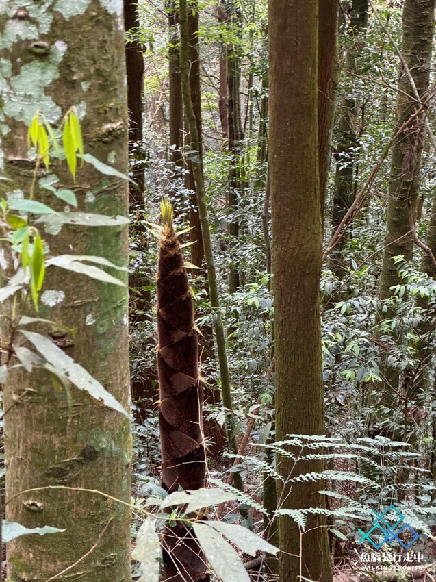 雲林秘境│雲嶺之丘、五元兩角、杉木林步道景點，360度環景 - 魚腦袋行走中