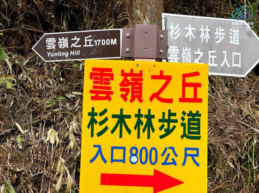 雲林秘境│雲嶺之丘、五元兩角、杉木林步道景點，360度環景 - 魚腦袋行走中